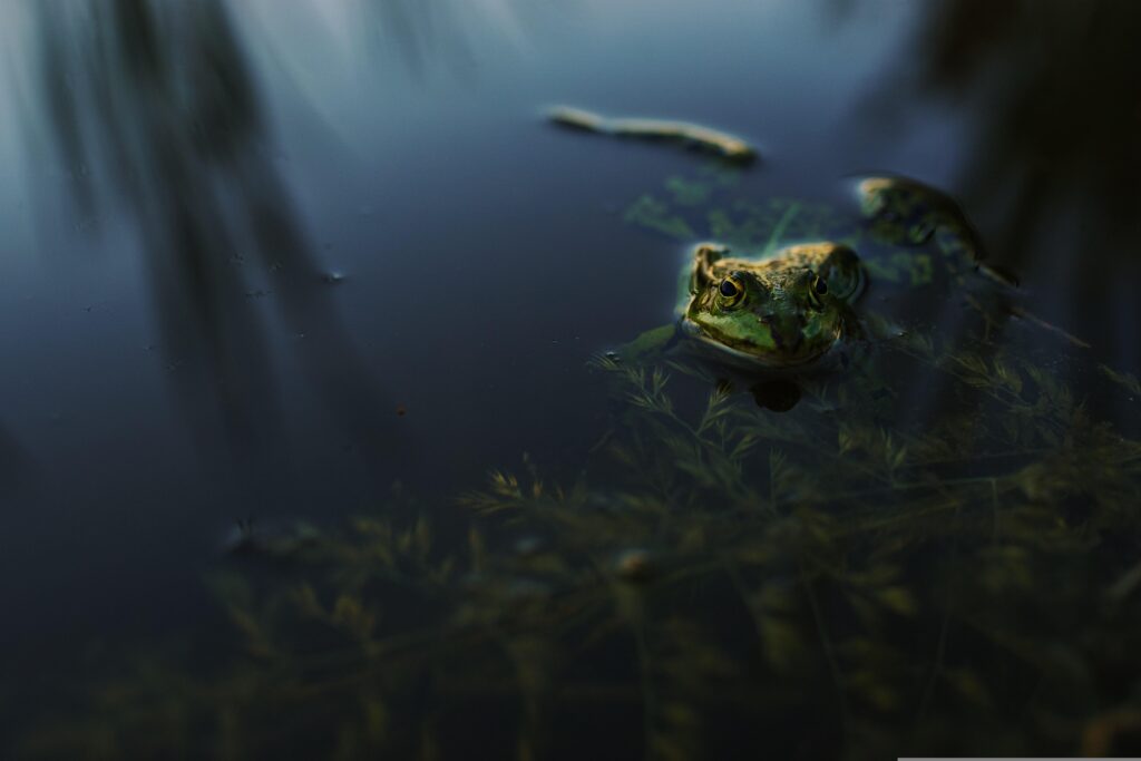Schulanfängerausflug: Tümpeln mit der Grundschule Dehme